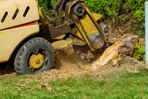 Tree Root Removal in High Springs, FL